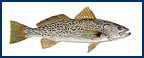 Gray Trout